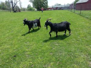 goats-at-sasha